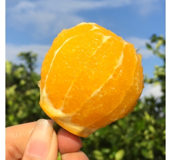 少见纯甜！外地人几乎吃不到~央视记者都被甜润到！快和本地人抢着吃~